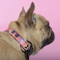 United Pets Ошейник Complete me Forever, оранжевый с рисунком для собак