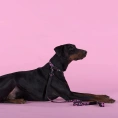 United Pets Ошейник Complete me Identity, черный с розовым для собак