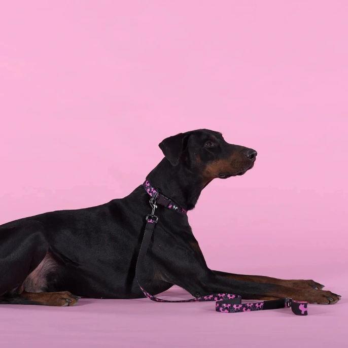 United Pets Ошейник Complete me Identity, черный с розовым для собак