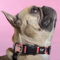 United Pets Ошейник Complete me Forever, оранжевый с рисунком для собак