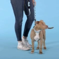 United Pets Ошейник Complete me Writing, голубой с рисунком для собак