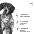 Royal Canin Ageing Medium (в паштете) для собак