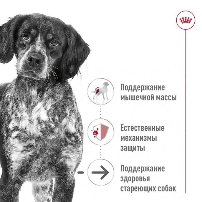Royal Canin Ageing Medium (в паштете) для собак
