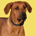 United Pets Ошейник Complete me, черный с разноцветными булавками для собак