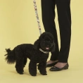 United Pets Ошейник Complete me, разноцветный рисунок для собак