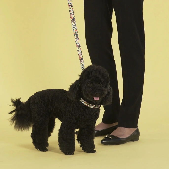 United Pets Ошейник Complete me, разноцветный рисунок для собак