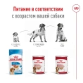 Royal Canin Ageing Medium (в паштете) для собак