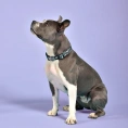United Pets Ошейник Complete me, розовый камуфляж для собак