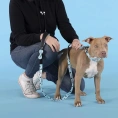 United Pets Ошейник Complete me Writing, голубой с рисунком для собак