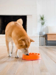 OutwardHound Миска для медленного поедания Водоворот для собак