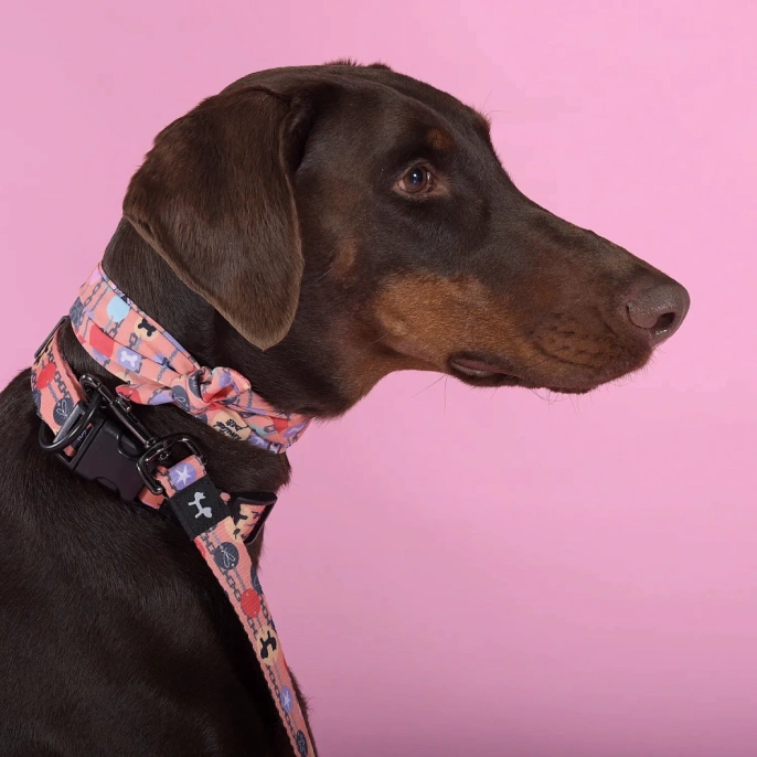 United Pets Ошейник Complete me Forever, оранжевый с рисунком для собак