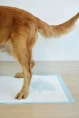 Bubu Pets Подстилки гигиенические синие для собак