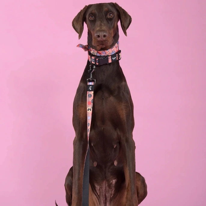 United Pets Ошейник Complete me Forever, оранжевый с рисунком для собак