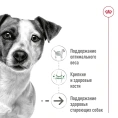 Royal Canin Mini Ageing (паштет) для собак
