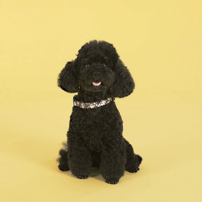 United Pets Ошейник Complete me, разноцветный рисунок для собак