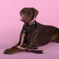 United Pets Ошейник Complete me Forever, оранжевый с рисунком для собак
