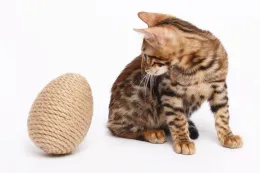 Petsiki Когтеточка динамическая яйцо, песочный для кошек