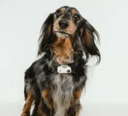 Ультразвуковой отпугиватель TickLess Pet (USB-зарядка) для собак для кошек
