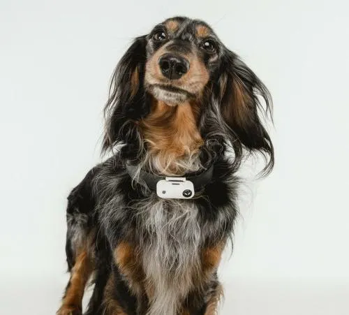 Ультразвуковой отпугиватель TickLess Pet (USB-зарядка) для собак для кошек