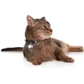 Hunter Ошейник для кошек Krokom