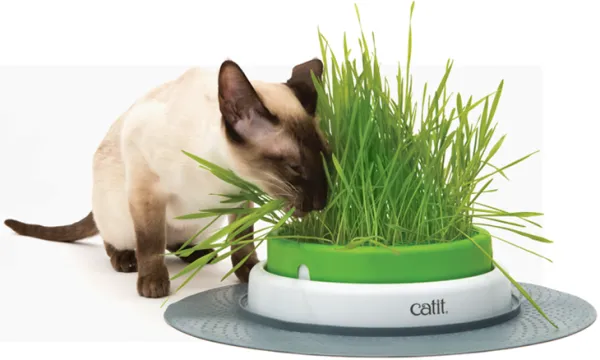 Сад для травы Catit для кошек