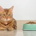 Можно ли кошкам сухой корм и почему кот не ест корм