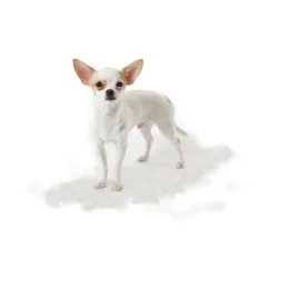 Grumer Dog S Long Hair для собак