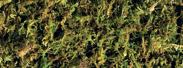 Exo Terra Мох для террариумов Forest Moss
