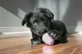 KONG Игрушка Puppy для собак