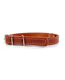 Collar одинарный составной Brown для собак