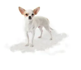 Grumer Small Dog Short Hair для собак для кошек