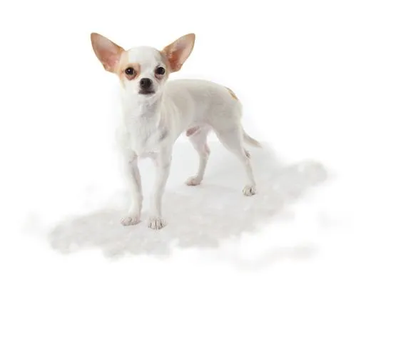 Grumer Small Dog Short Hair для собак для кошек