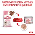Royal Canin Mother & Babycat (мусс) для кошек