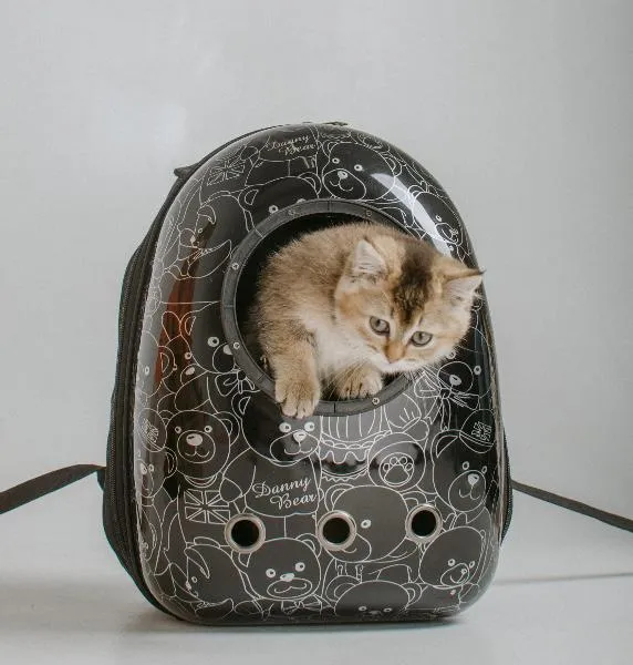 Catsy Рюкзак-переноска "Атлантис" (чёрный Teddy) для собак для кошек