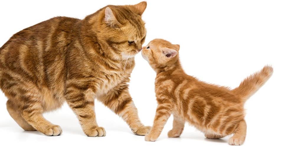 Корм для котят и беременных и кормящих кошек 